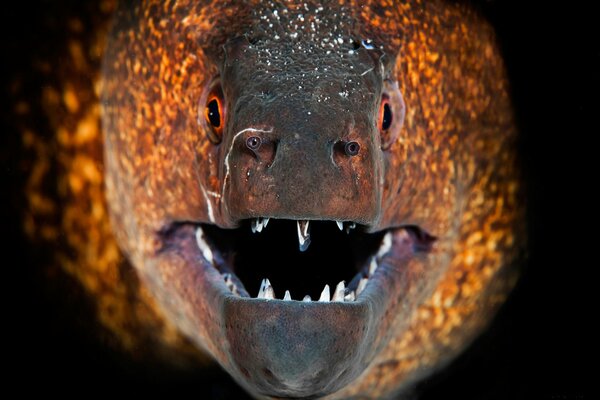 Poisson Murène en plein visage en gros plan