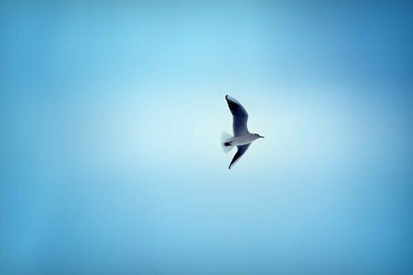 Der Vogel schwebt majestätisch am blauen Himmel