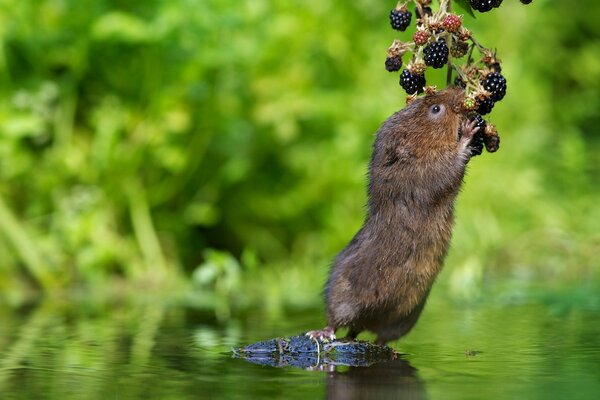 Un campañol de agua en busca de moras