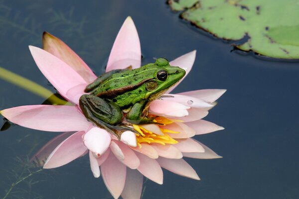 A frog sitting on a pink water lily