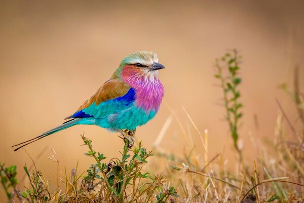 Magical rainbow bird in nature