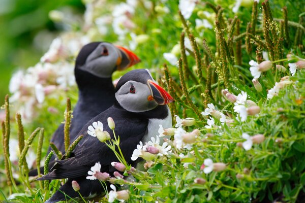 Puffins sit in the grass among flowers