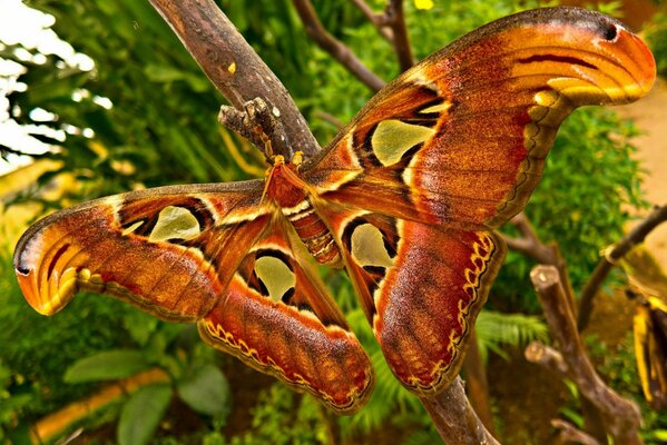 Mariposa con alas abiertas en macro disparo