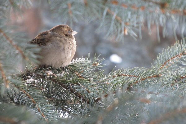 A perched sparrow on a blue spruce