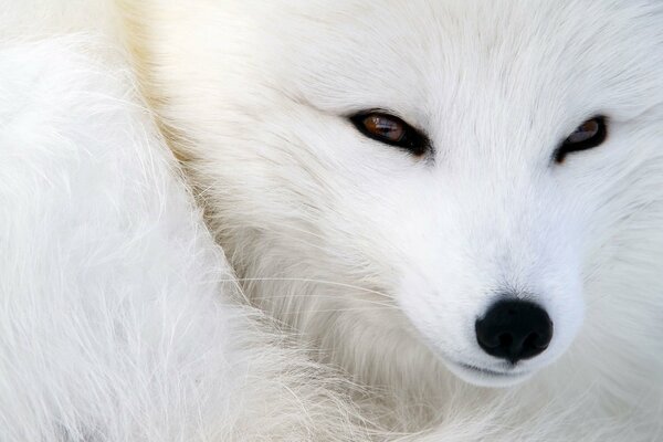 Le renard blanc est satisfait de sa laine