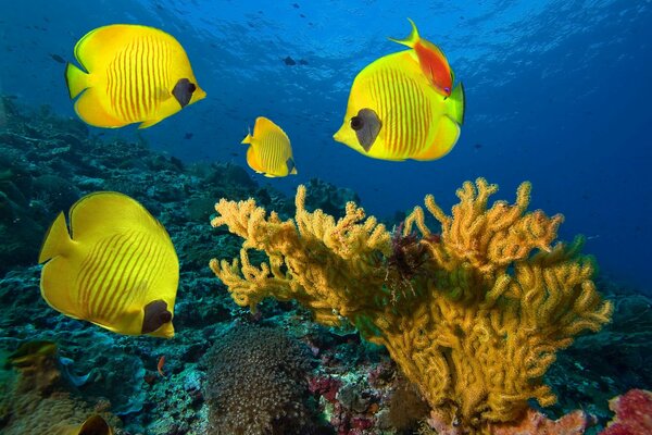 Los peces mariposa enmascarados nadan entre los corales