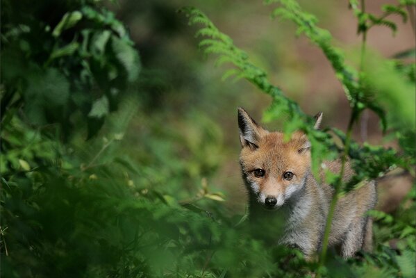 Grass green fox fox cub