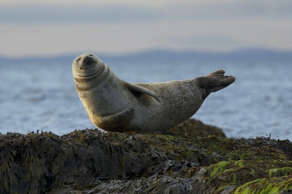 Sonrisa de foca. una foca en la playa. foca posando en las rocas