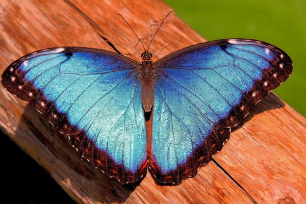 Una mariposa azul se sienta en el tronco de un árbol