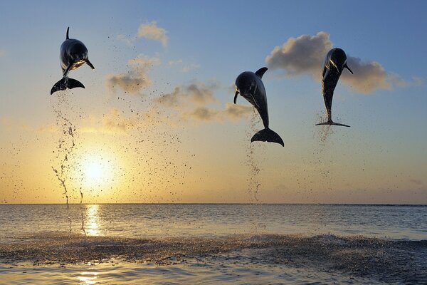 Meeresdelfine, die in den Himmel fliegen