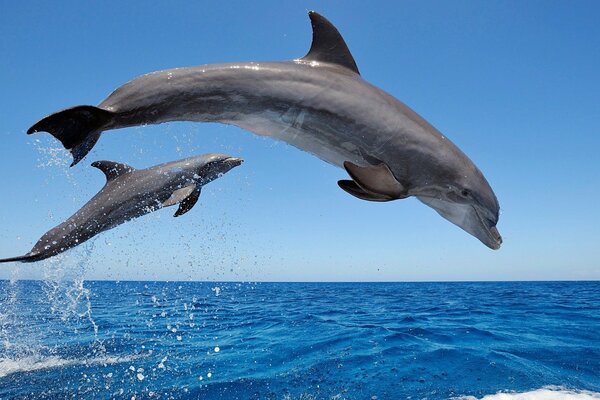 Mar y delfines nadando en carrera