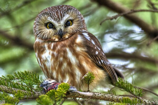 An owl is sitting in the branches of a fir tree