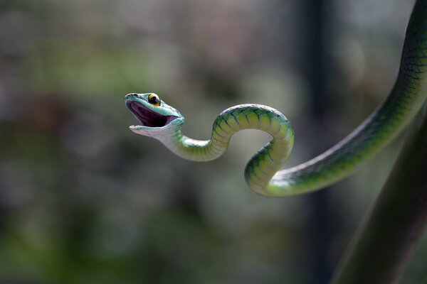 Pequeña serpiente sonriente verde