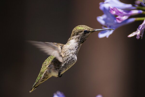 Fiori uccello colibrì sfondo