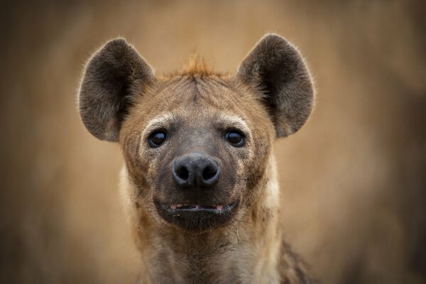 Hiena patrzy prosto w duszę tapety