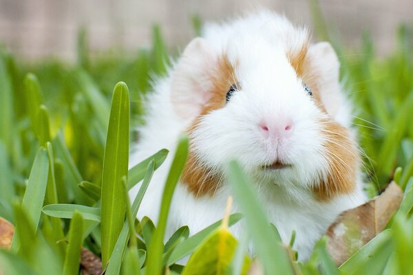 White guinea pig on the grass