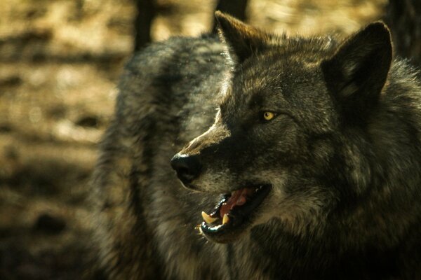 La sonrisa de un lobo salvaje en el bosque