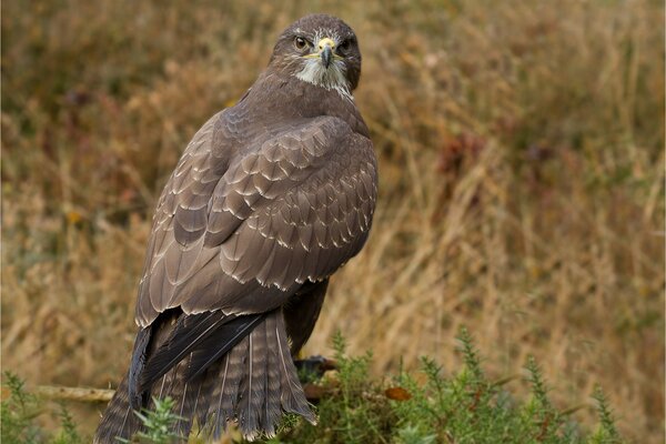 A predatory hawk in the photo field