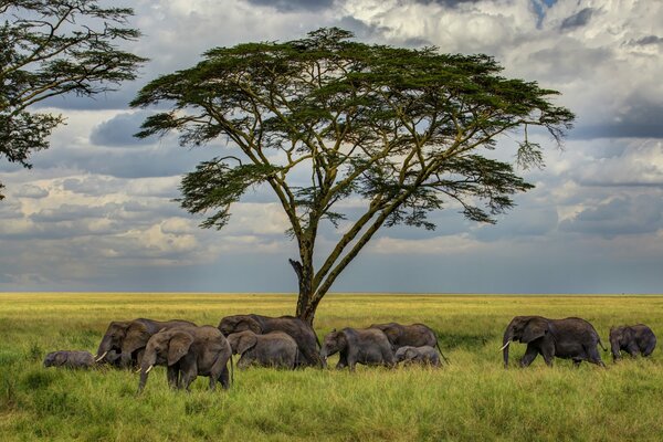 Eine Elefantenherde geht unter hohem Gras durch die Savanne