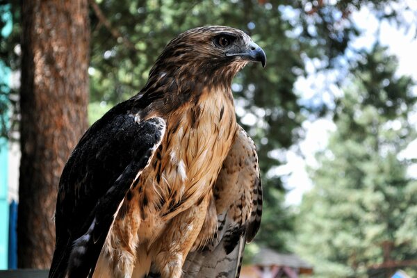 The falcon has a sharp eye and sharp claws