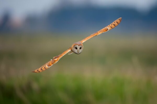 The owl swoops quietly, not at all audibly