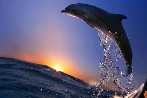 Дельфин делает прыжок в море во время заката