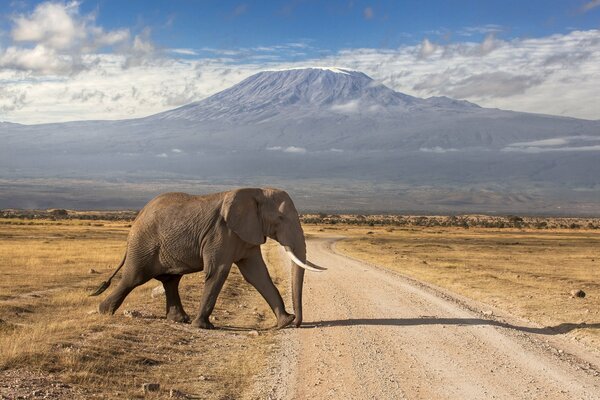 Elefante africano en el fondo de un volcán extinto