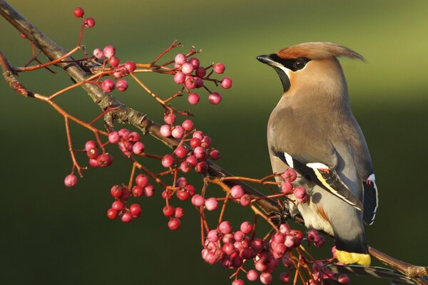 Waxwing si siede su un ramo con bacche