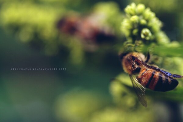 Eine Biene bestäubt eine zarte Blume