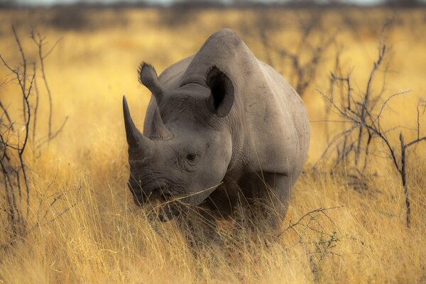 Nashorn im Hintergrund der Natur