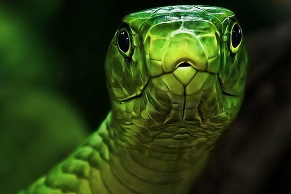 The head of a green snake with a hypnotic gaze
