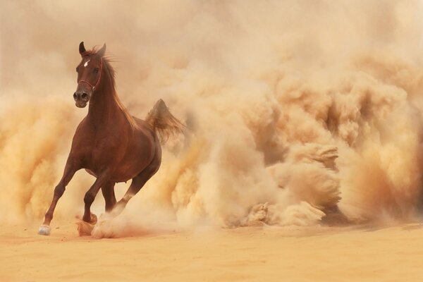 Biegający w pyle koń