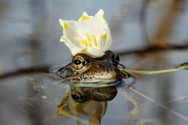 Frosch mit einer weißen Blütenkrone auf dem Kopf