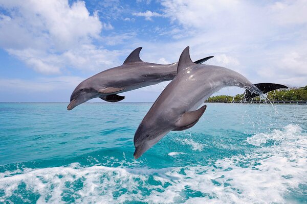 Mar azul hermoso cielo pareja de delfines saltando sobre las olas