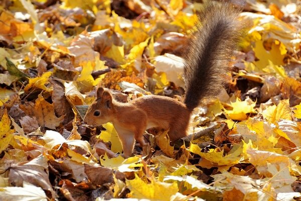 Fleißiges Eichhörnchen macht Vorräte