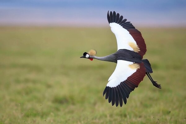 Crane over the field. the flight of the crane. beautiful bird