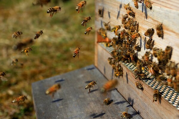 Ein Bienenschwarm an seinem Bienenstock