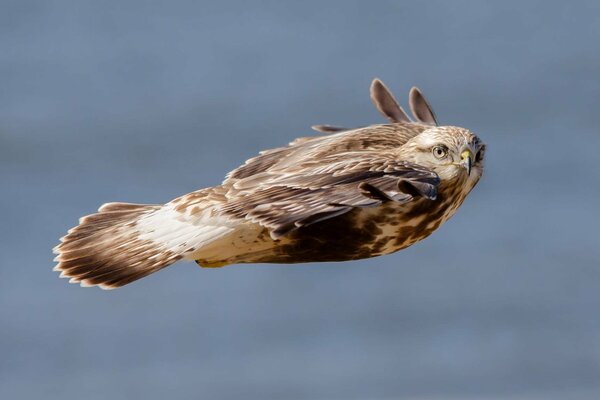 A fast hawk flying into its nest