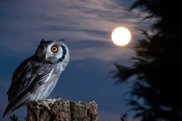 Búho sentado en el cáñamo en la Luna llena