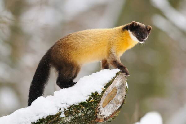 Marta en el bosque cubierto de nieve en el tronco de un árbol talado