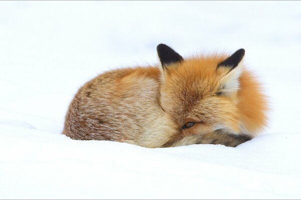 Fuchs im Winter