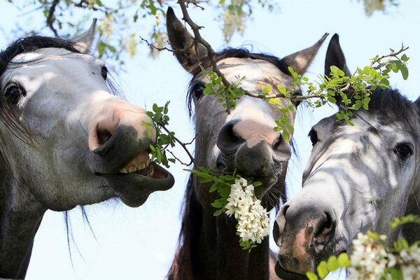 Chevaux blancs à côté de l arbre