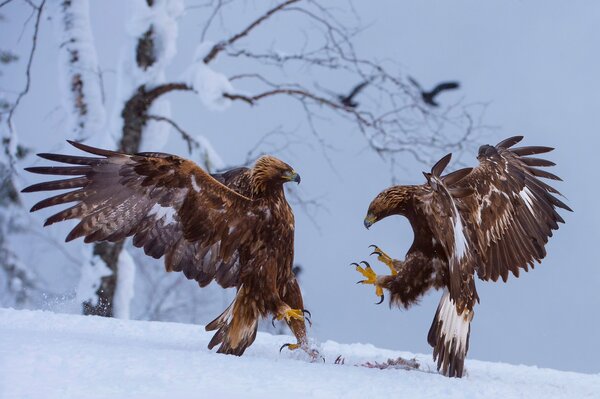 Gli Uccelli Aquile non possono condividere la preda