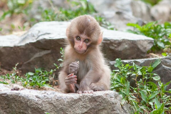 A small monkey is sitting on a rock among plants