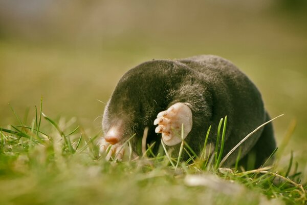 A blind mole got out to bask in the sun