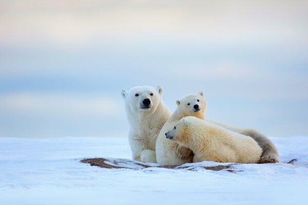 A family of polar bears in the snow