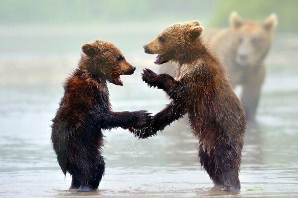 Due cuccioli che giocano in acqua mentre un orso li osserva