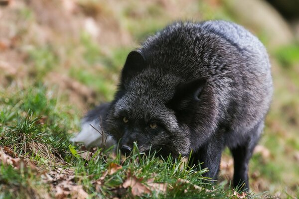 Black and brown fox in the natural environment