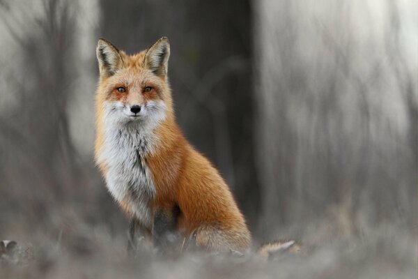 A fox sits on a gray background among the branches