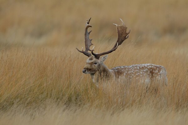 A deer with big horns hid in the grass